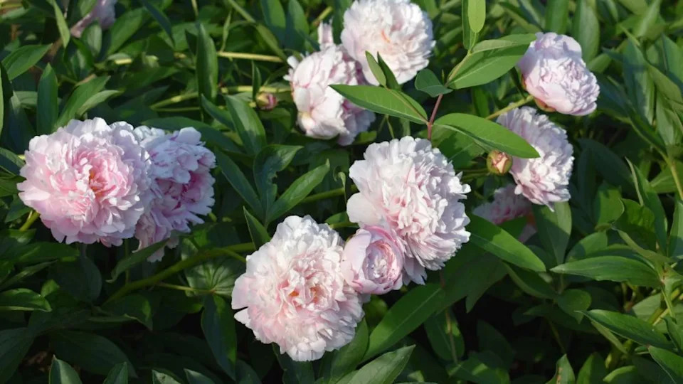 Beautiful pink peony in the garden