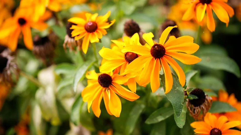 Black-Eyed Susan