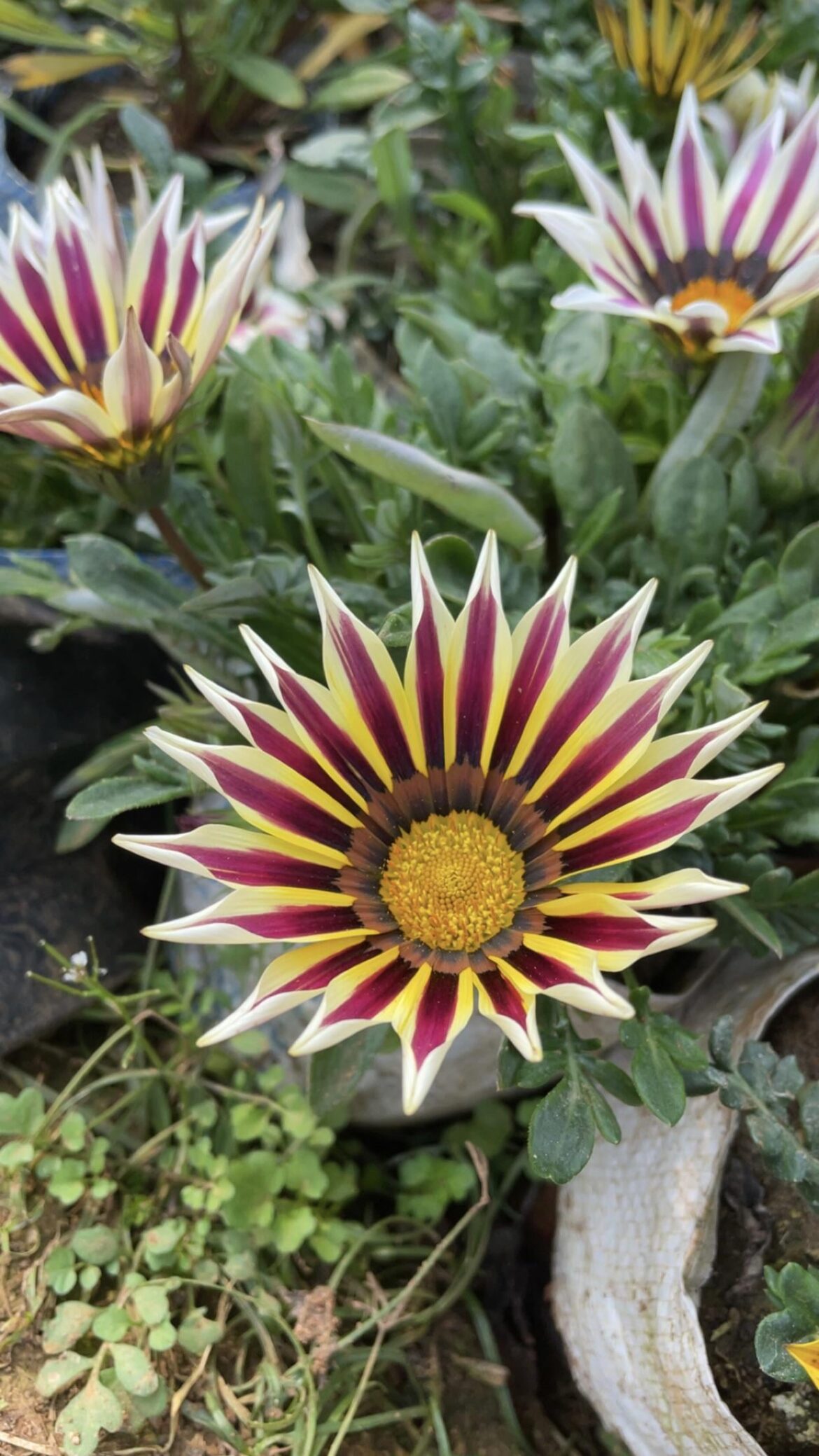 Bought this week- Gazania Plant
