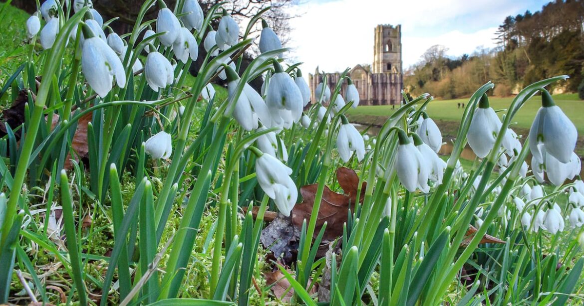 Top gardens to view snowdrops this winter – The Irish News