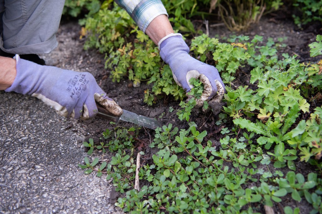 What makes a weed? What makes a weed?