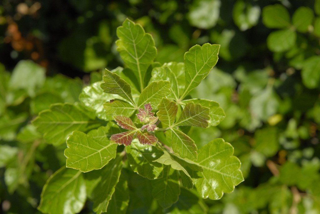 Gro-Low sumac a good choice for planting near sidewalk Gro-Low sumac a good choice for planting near sidewalk