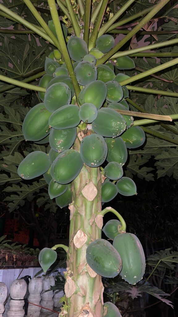 Check out my papaya tree at night!