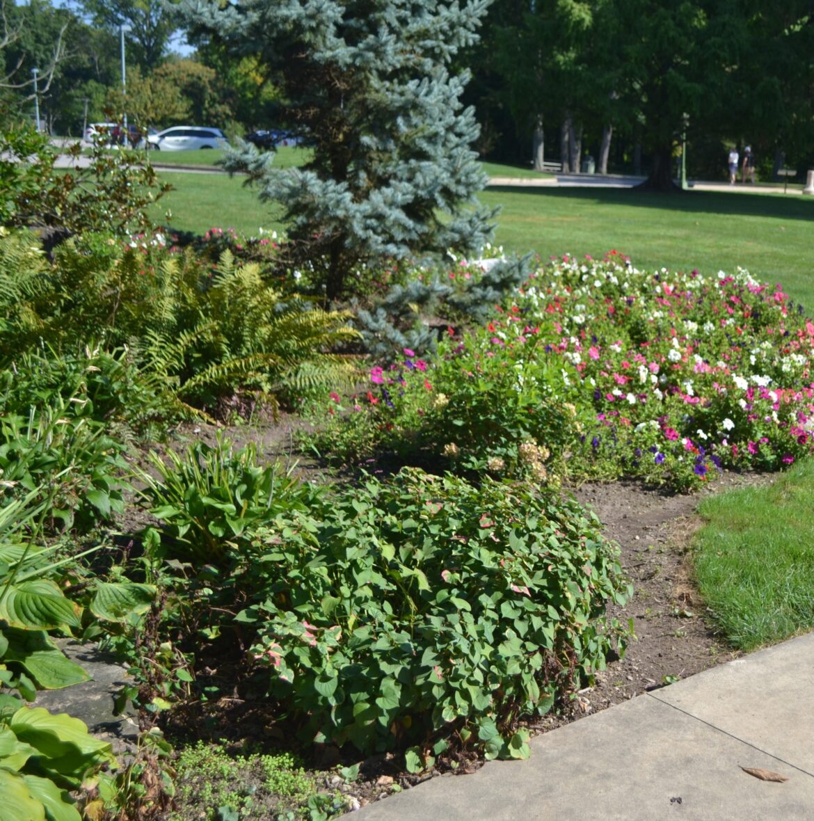 A Stroll Through the Garden: Ferns and shade gardening