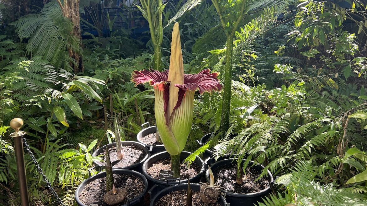Adelaide's infamous corpse flower 'Smellanie' blooms, bringing its stench to the Botanic Gardens