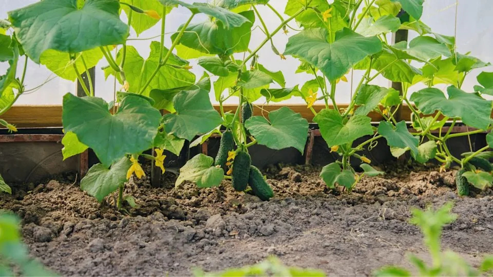 Cucumbers growing in the garden.