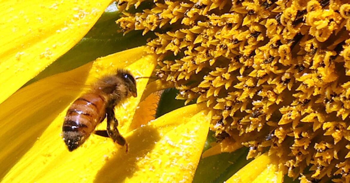 Plan climate-friendly home gardens with DeCarbon DeKalb – Shaw Local