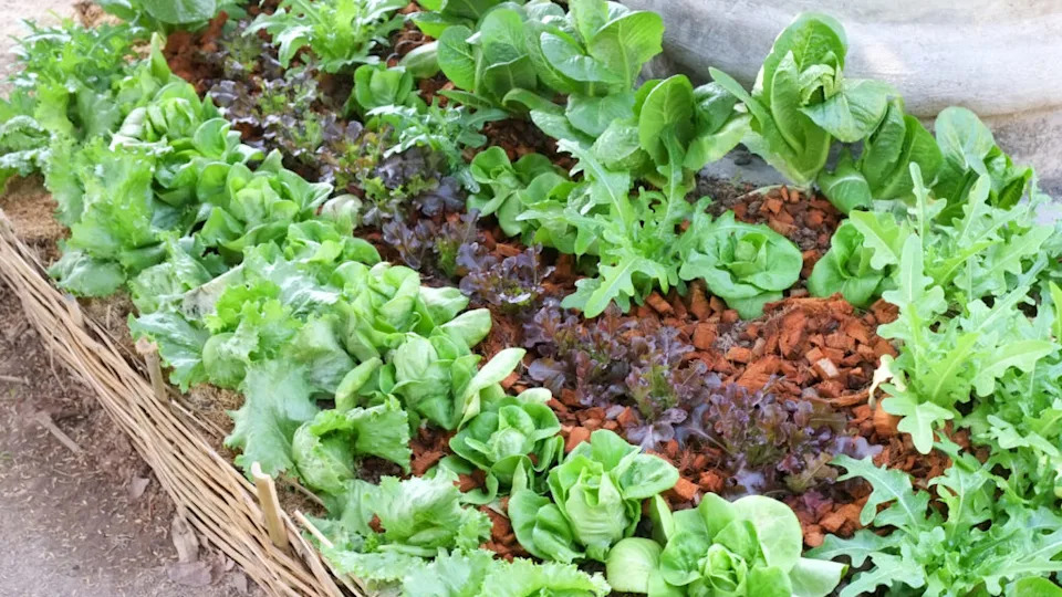 Vegetables growing out of the earth in the garden