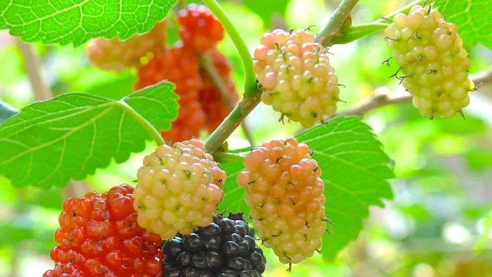 mulberry tree