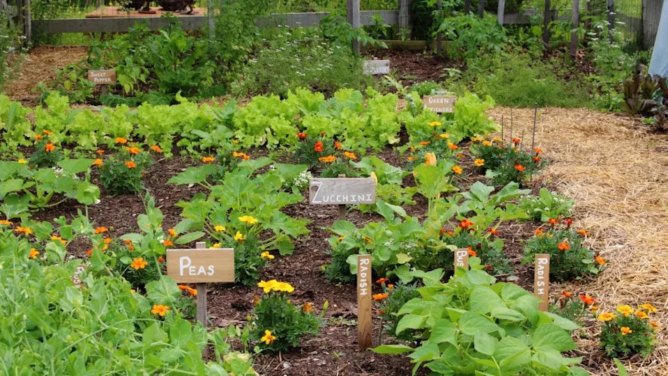 herb and vegetable garden