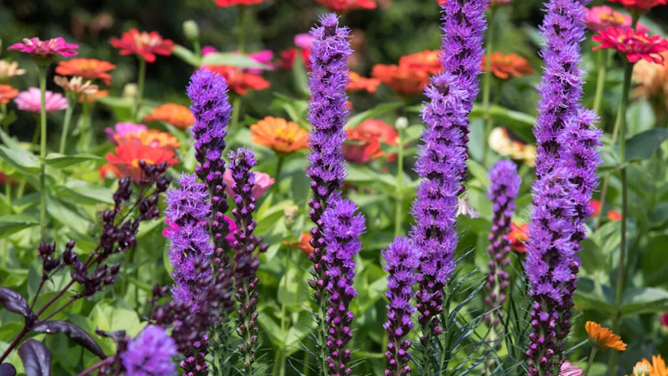 Blazing star Liatris spicata flowers in the summer garden