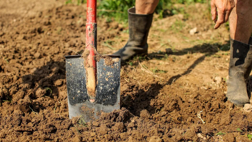 Detail on old spade in clay soil, senior man wearing dirty black rubber wellington boots, leaning on it . Spring gardening. clay soil
