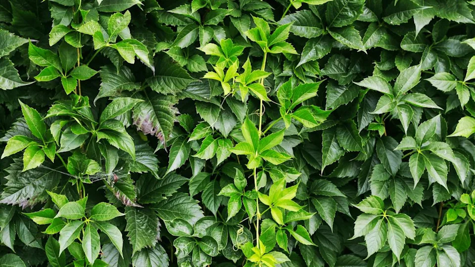 Parthenocissus plant on the wall. Green virginia creeper leaves. Garden hobby