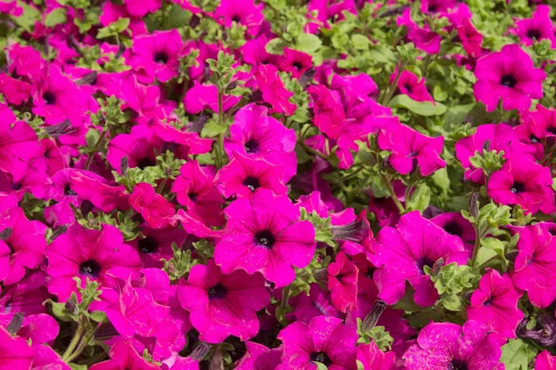 Pink petunias