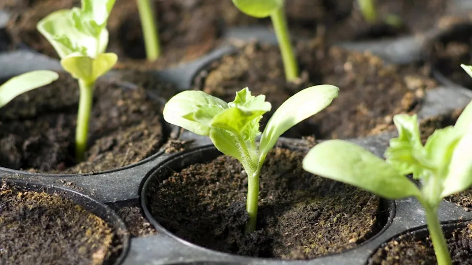 seedling indoors