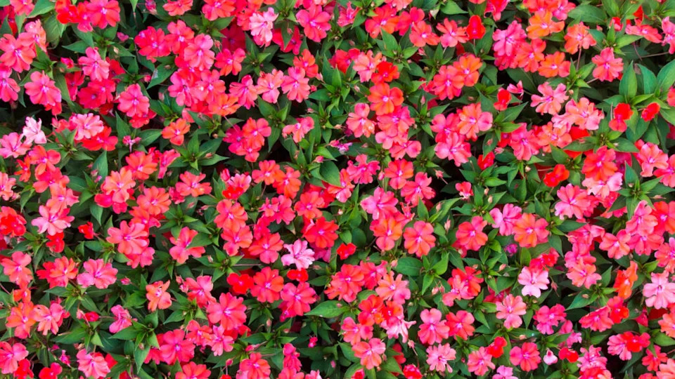 Impatiens flowers background.