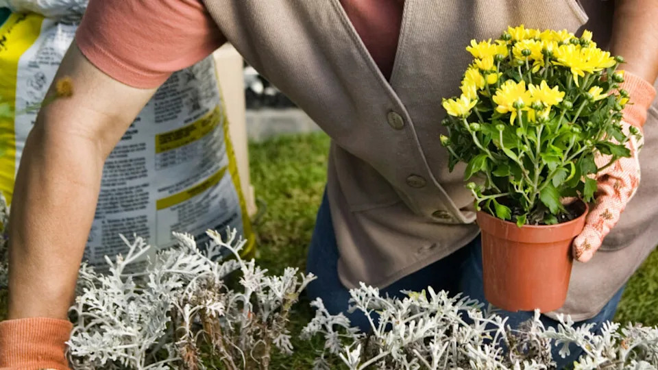 Cropped photo of Senior Woman Gardening