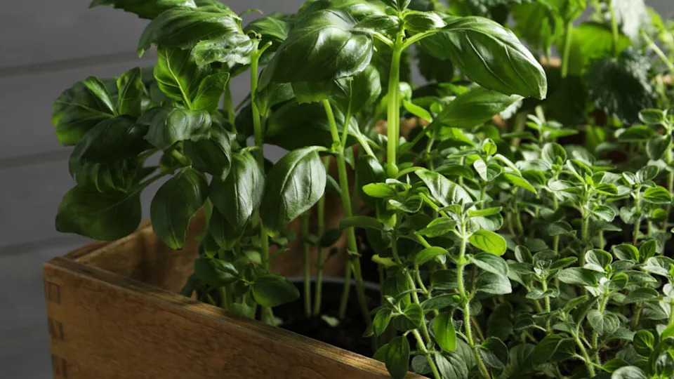 Different aromatic potted herbs in wooden crate, closeup
