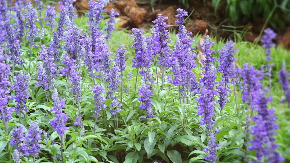 purple salvia