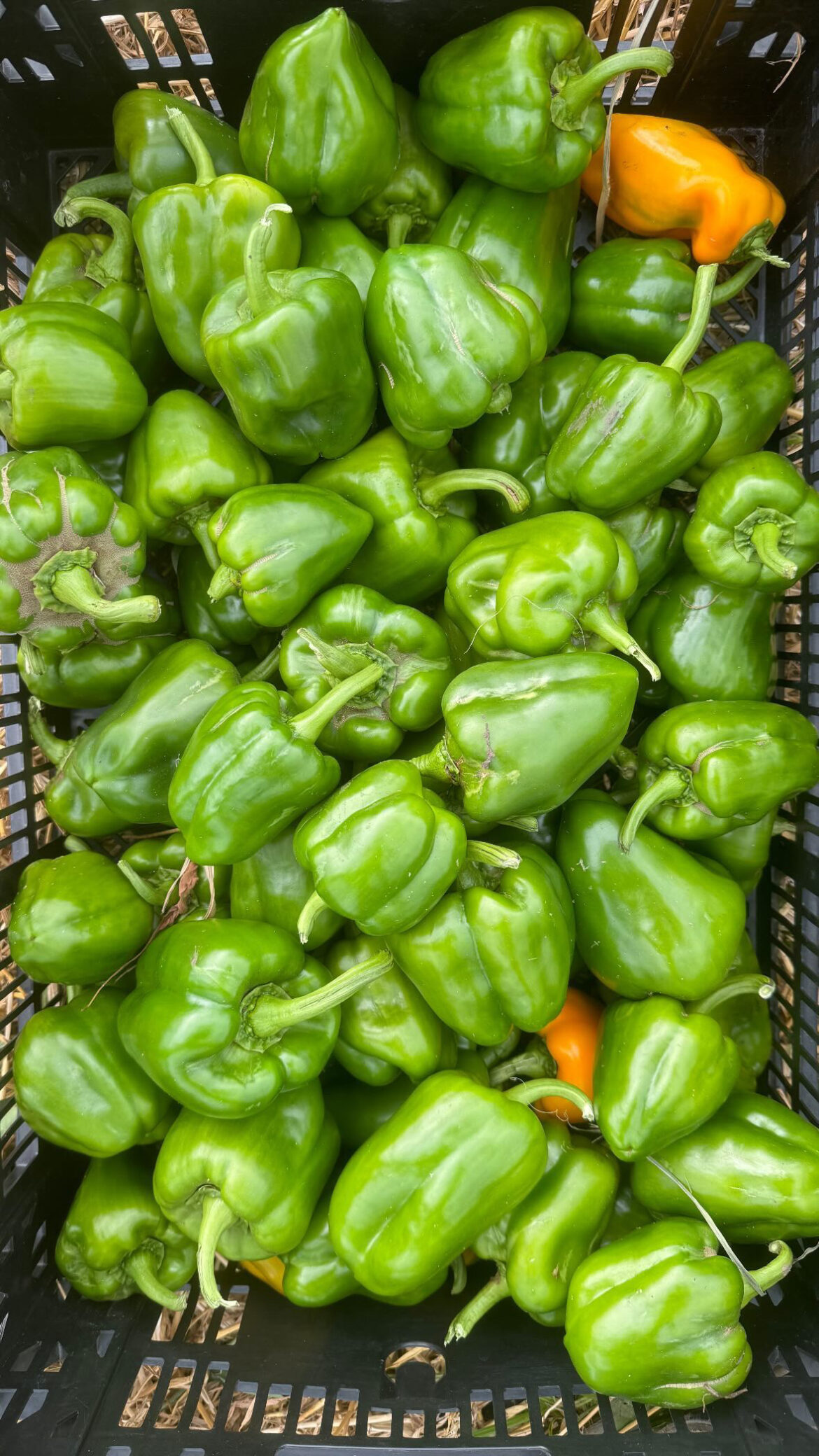 How community gardens serve as 'third places' for Detroiters