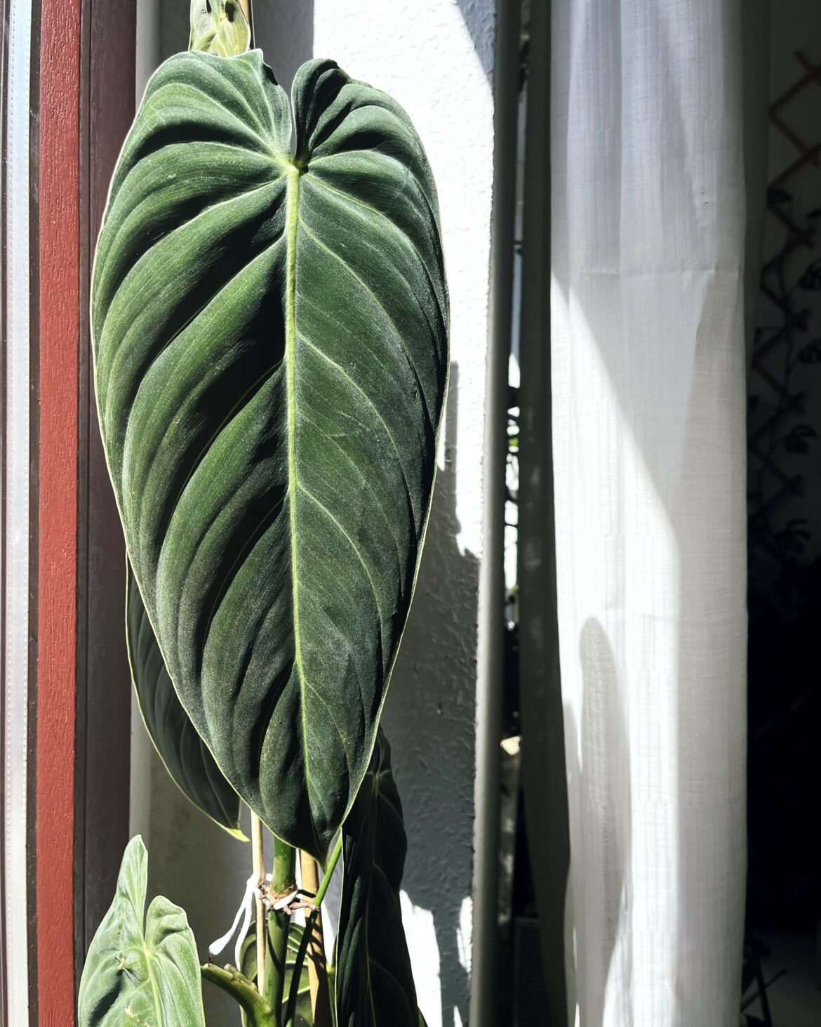 Nothing important, but isnt this leaf pretty