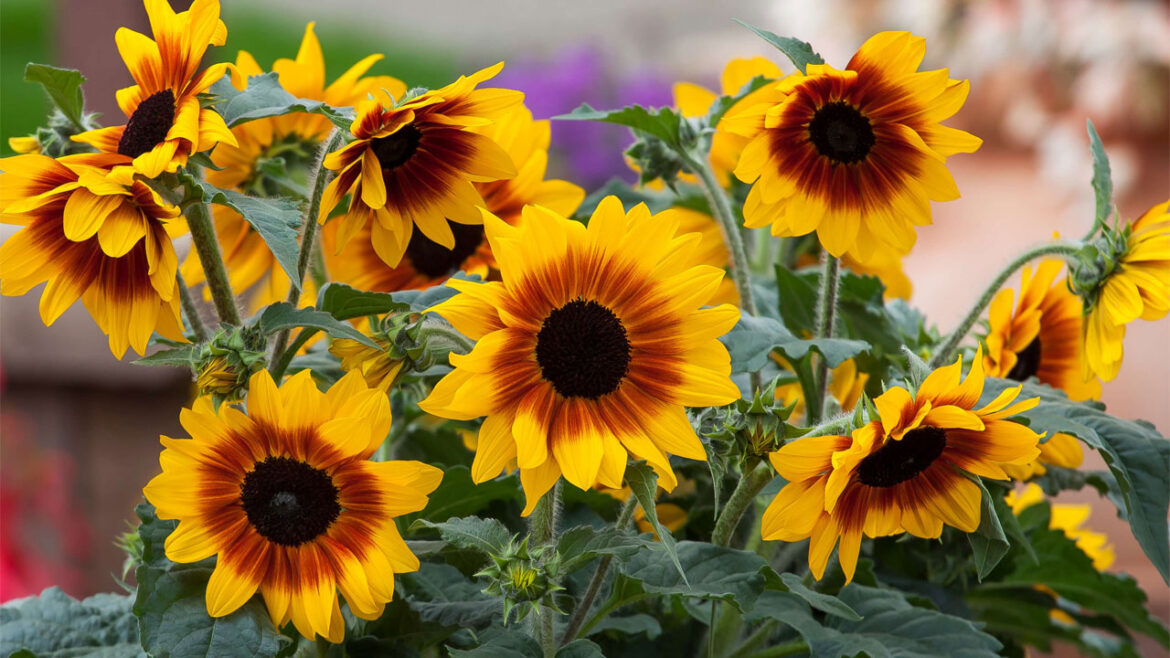 National Garden Bureau Announces 2026 Green Thumb Award Winners: The Year’s Most Innovative Plants and Products National Garden Bureau Announces 2026 Green Thumb Award Winners: The Year’s Most Innovative Plants and Products