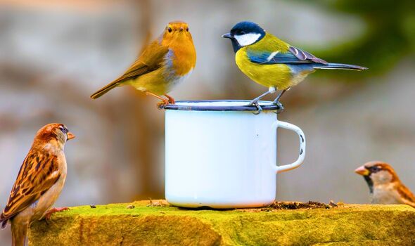 Picture of common British birds in a garden Picture of common British birds in a garden