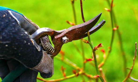 Picture of someone pruning a rose bush Picture of someone pruning a rose bush
