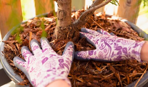 Picture of someone mulching a pot plant Picture of someone mulching a pot plant