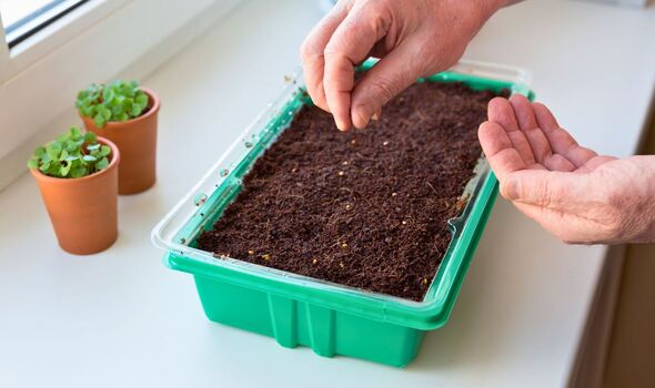 Picture of someone sowing tomatoes inside a shed or home Picture of someone sowing tomatoes inside a shed or home