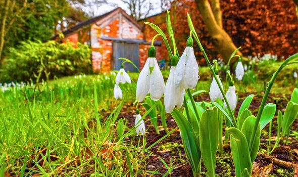 Picture of a late winter garden flowers Picture of a late winter garden flowers