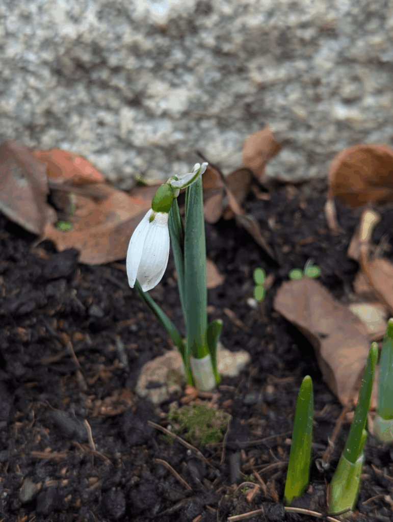 First snowdrop of the year!