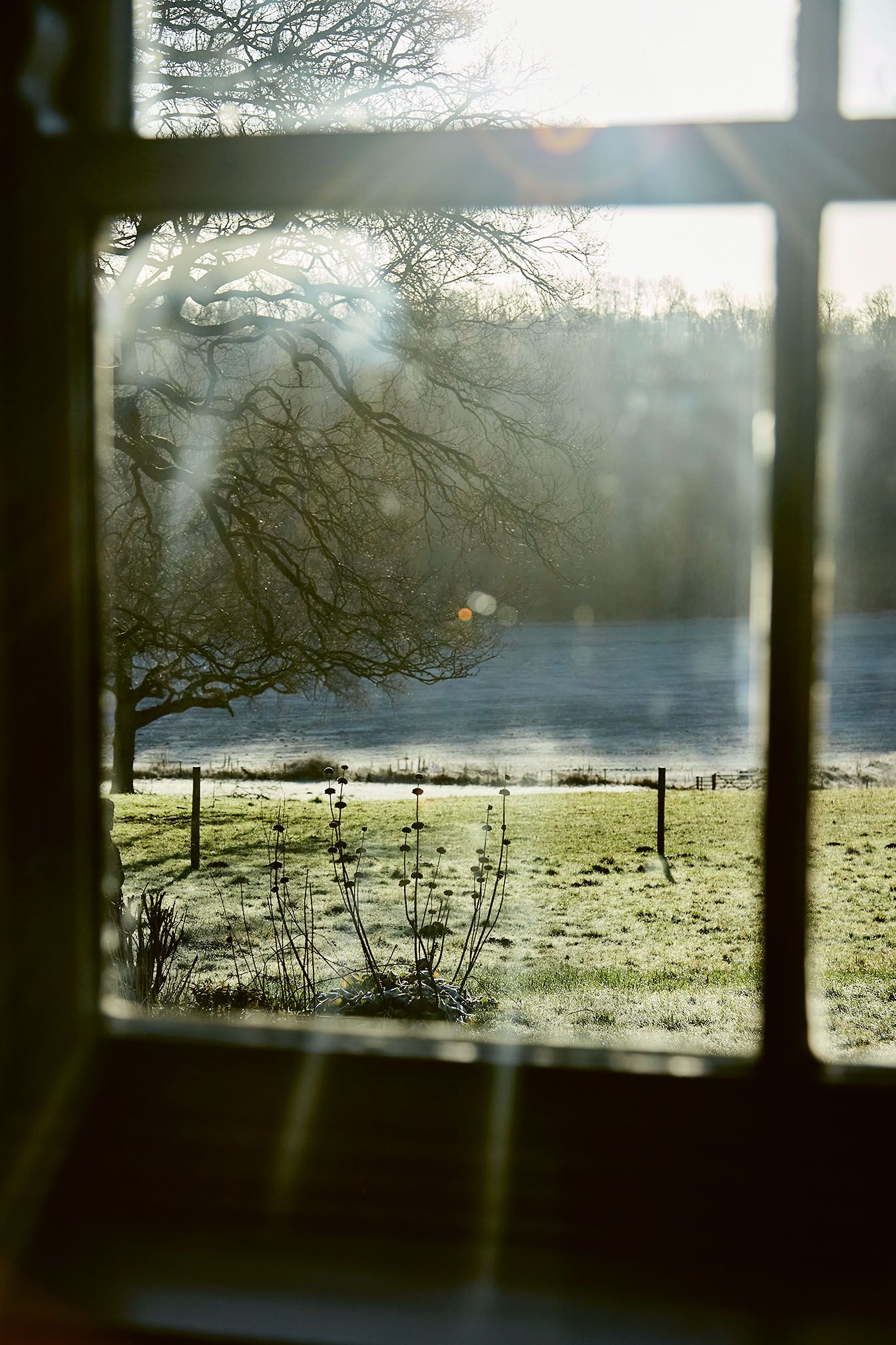 Image may contain Nature Outdoors Weather Scenery Plant Sunlight Tree Window Grass and Vegetation