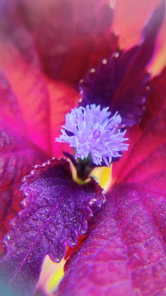 Found this cute “ Little Ironweed “ flower outside my house. Captured it with other plants. 📸