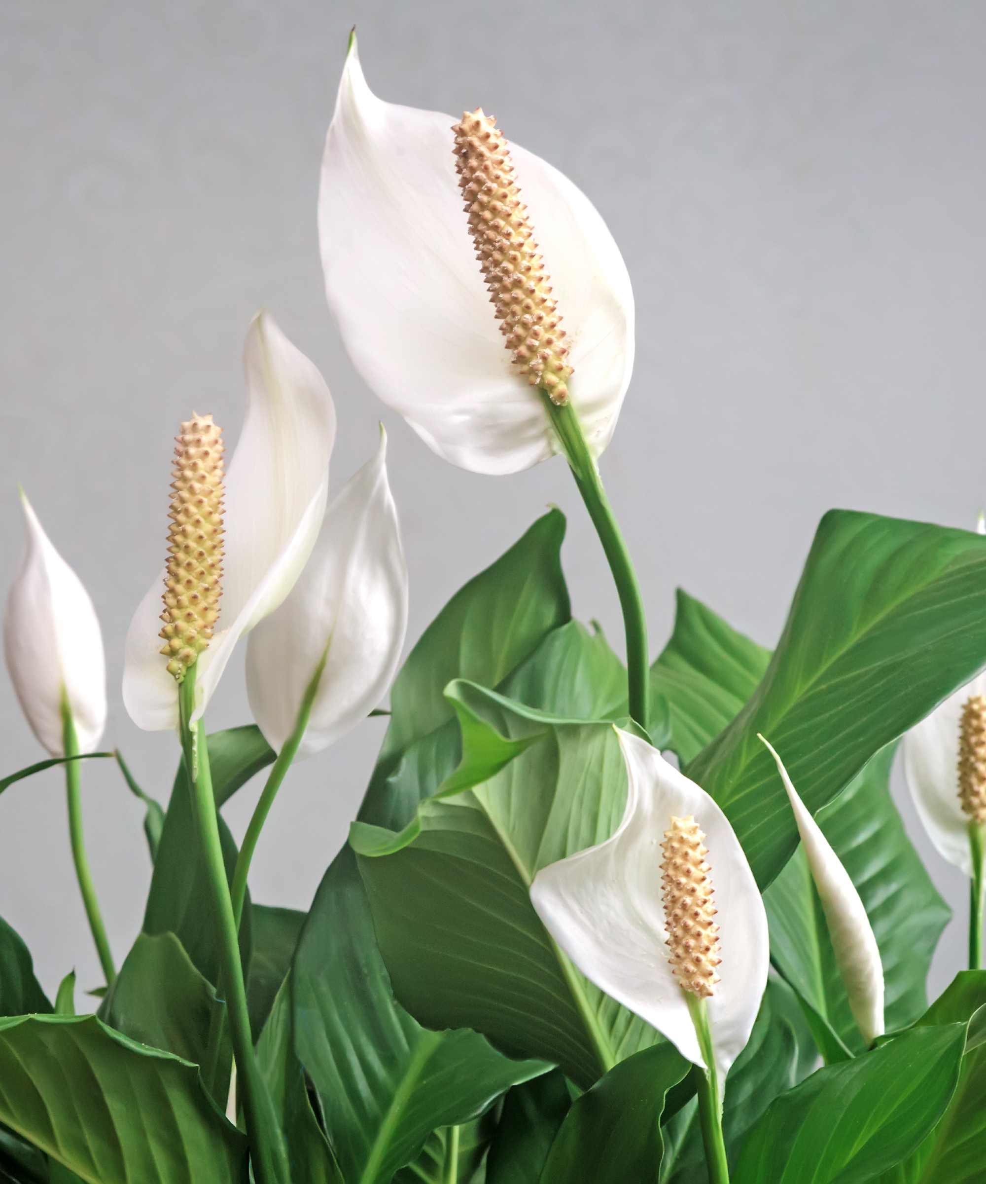 Peace Lily close up