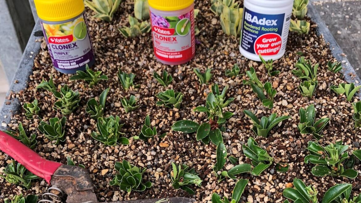 Smart watering and mulching tips for summer gardens - Gareth Carter