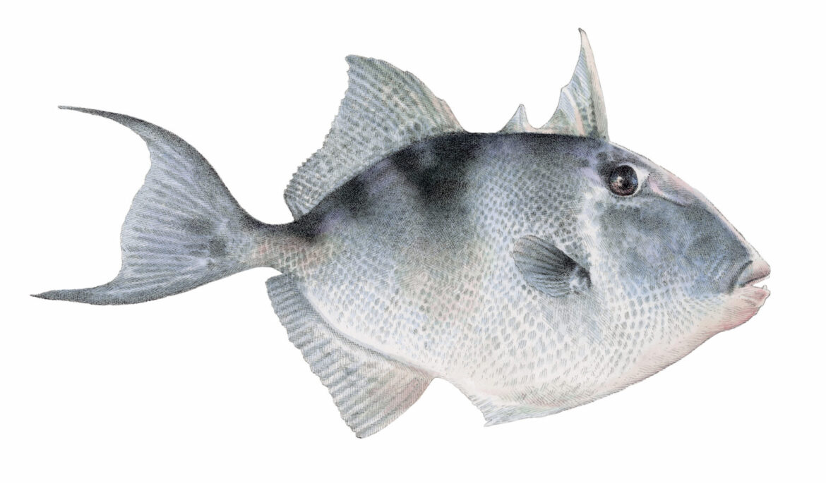 An illustration of a fish
