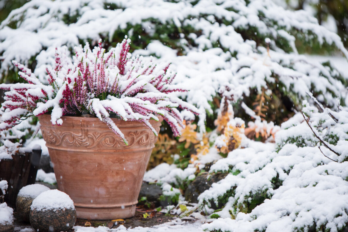 Five Winter Gardening Tasks to Get Ahead of the Growing Season – Garden & Gun A snow-covered garden