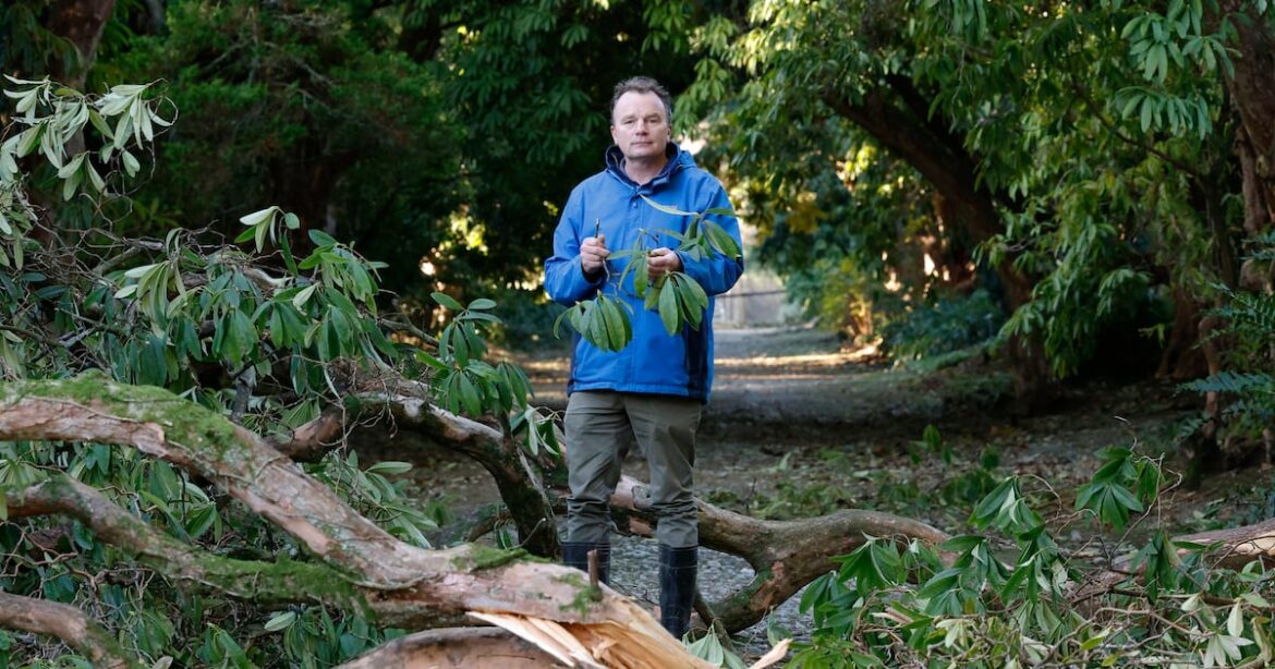 Seamus O’Brien, a giant of Irish horticulture, leaves behind an unassailable legacy – The Irish Times