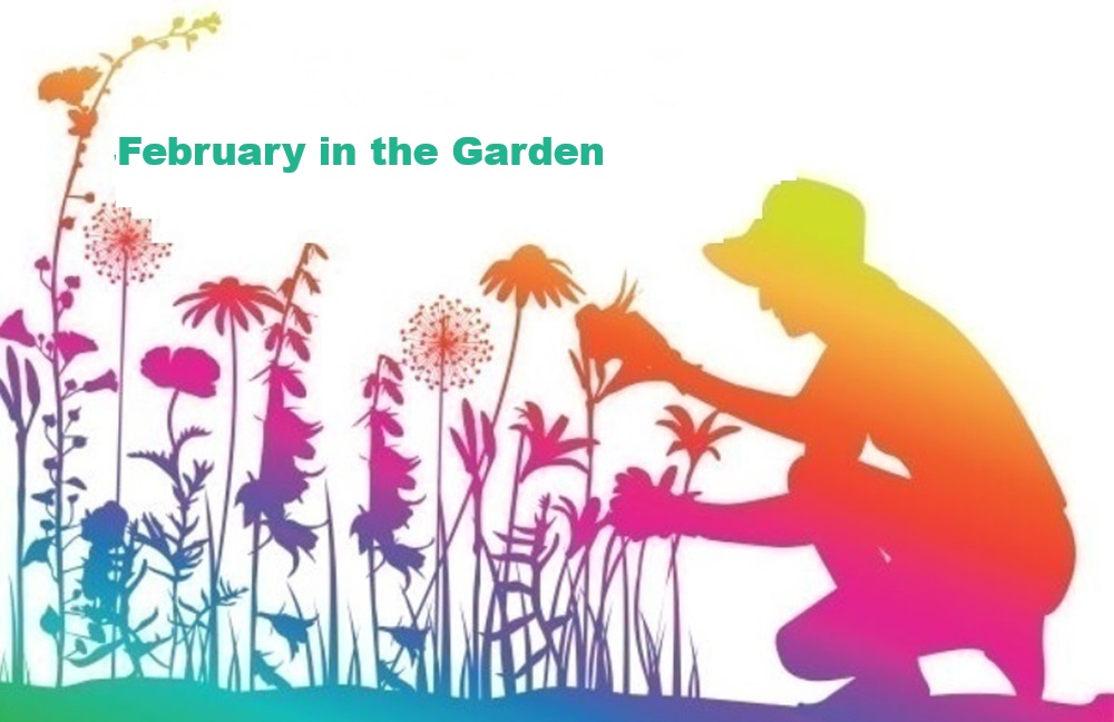February in the Garden for Central Florida February in the Garden for Central Florida
