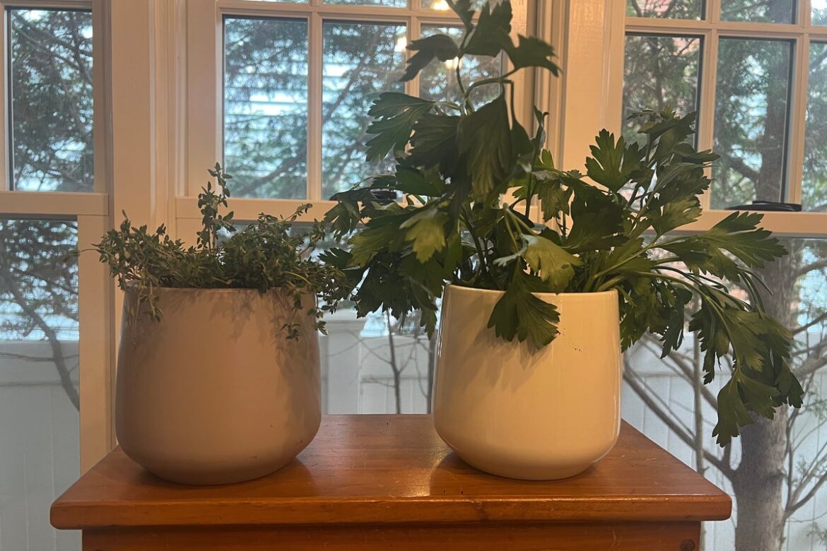 Herbs grown indoors require extra care. Here are some tips Herbs grown indoors require extra care. Here are some tips