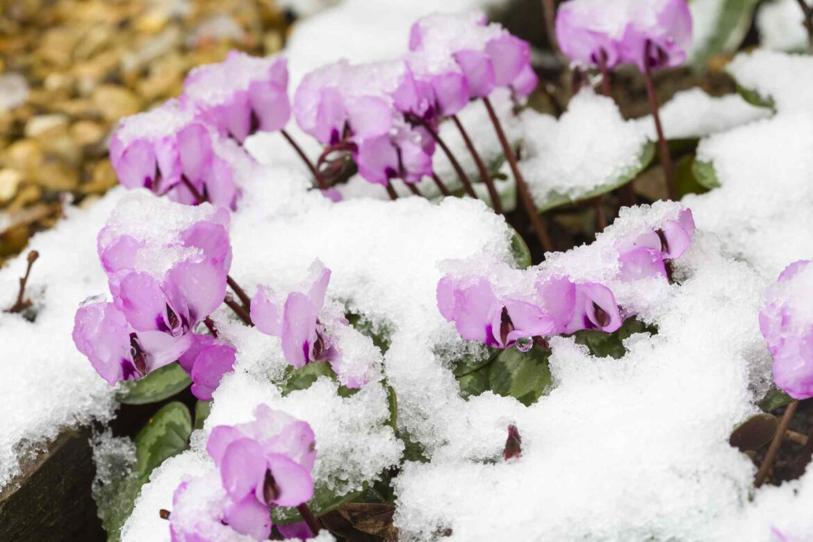 Is It a Bad Idea to Remove Snow From Garden Beds? We Asked a Gardener Is It a Bad Idea to Remove Snow From Garden Beds? We Asked a Gardener