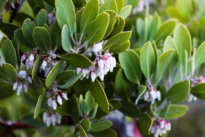 Manzanita Flowers and Leaves in Red Rock Canyon, drought tolerant shrubs