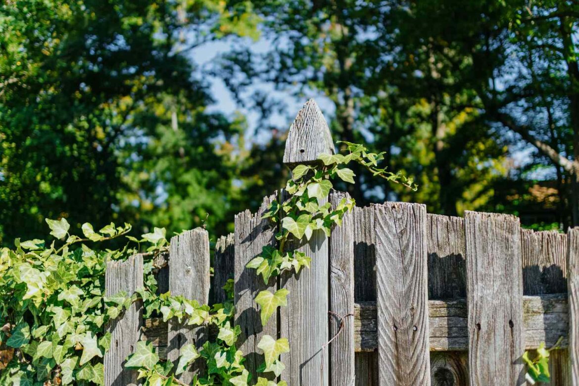 Can I Prune My Neighbor's Ivy If It's in My Yard?