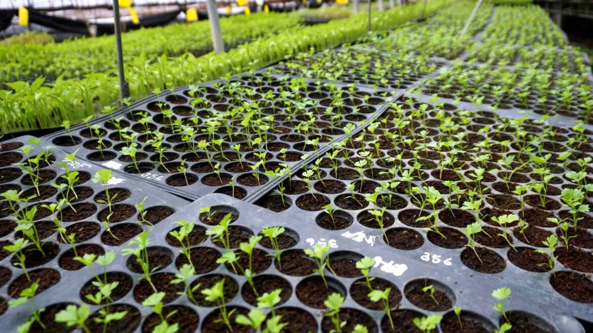 8 Plants You Should Never Buy as Seedlings