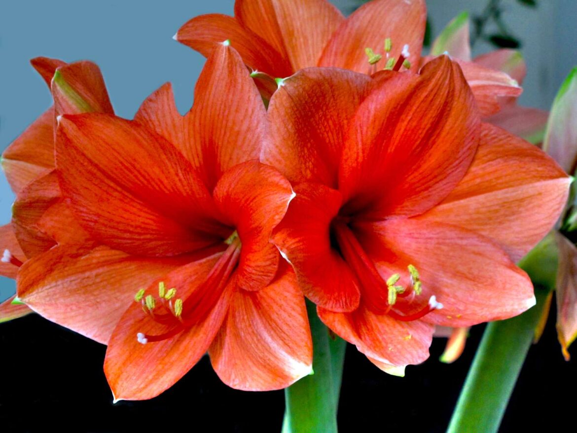 What to Do With Amaryllis After It Blooms