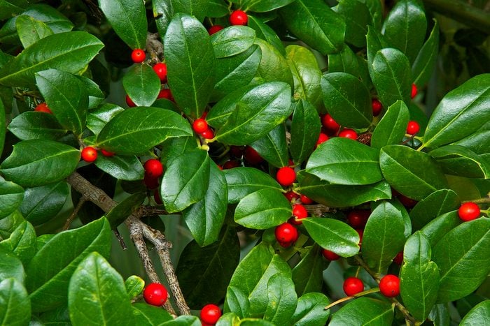 yaupon Holly