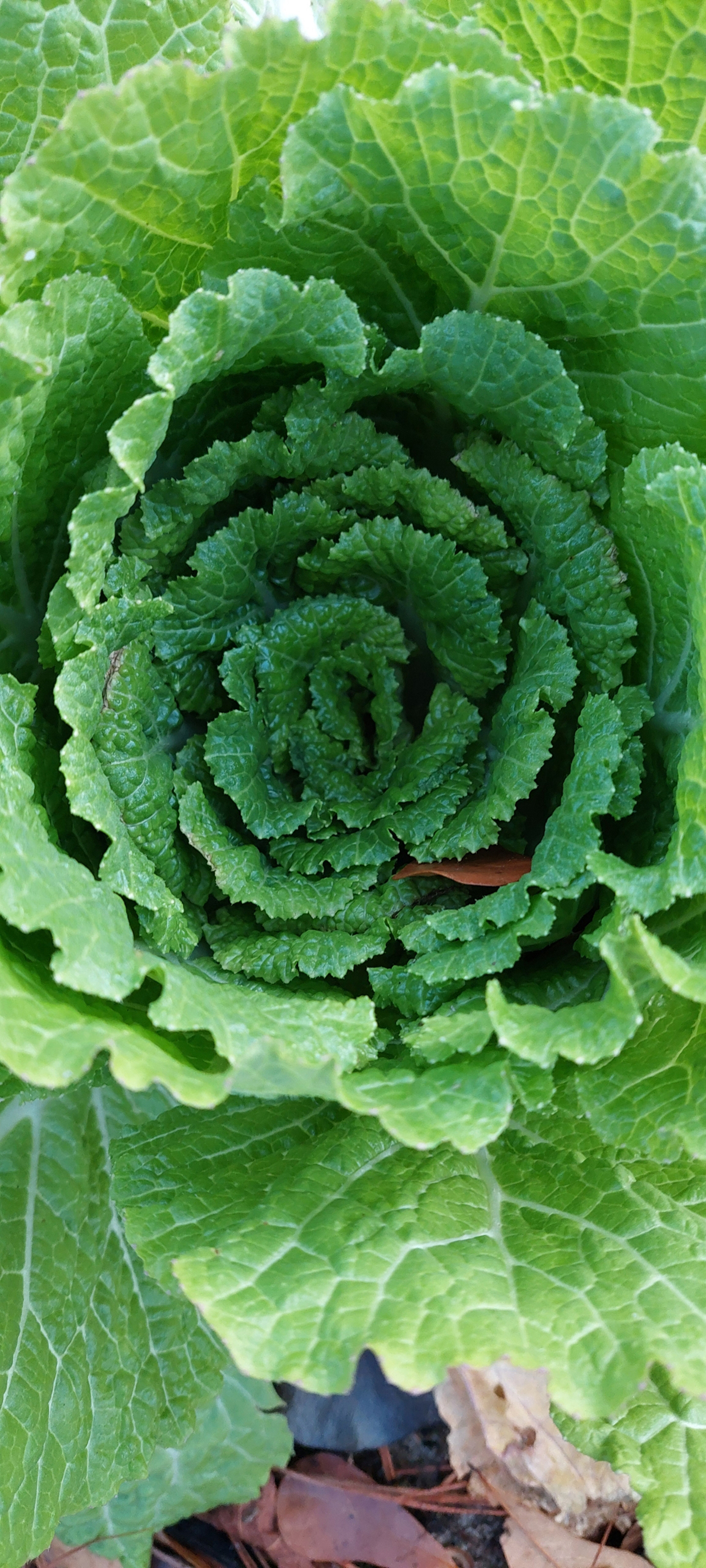 Some extremely happy bok choy grows in a winter garden. Photo: Sande Gerritson