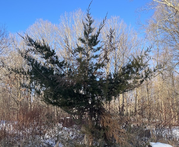 Non-Resolutions for the Garden – The Current Non-Resolutions for the Garden – The Current