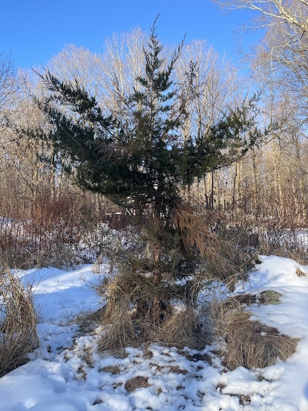 This cedar in my yard broke under heavy snow but became food for the deer. 